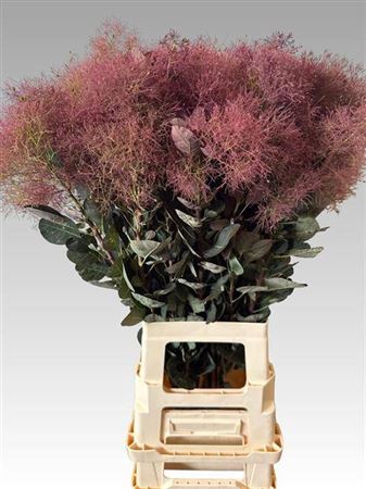 <h4>Cotinus C Mag Red Torch</h4>