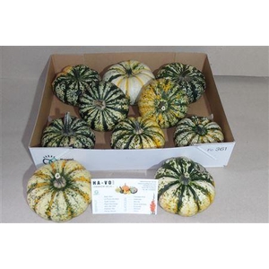 Cucurbita P-ke Mon