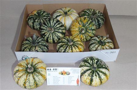 <h4>Cucurbita P-ke Mon</h4>