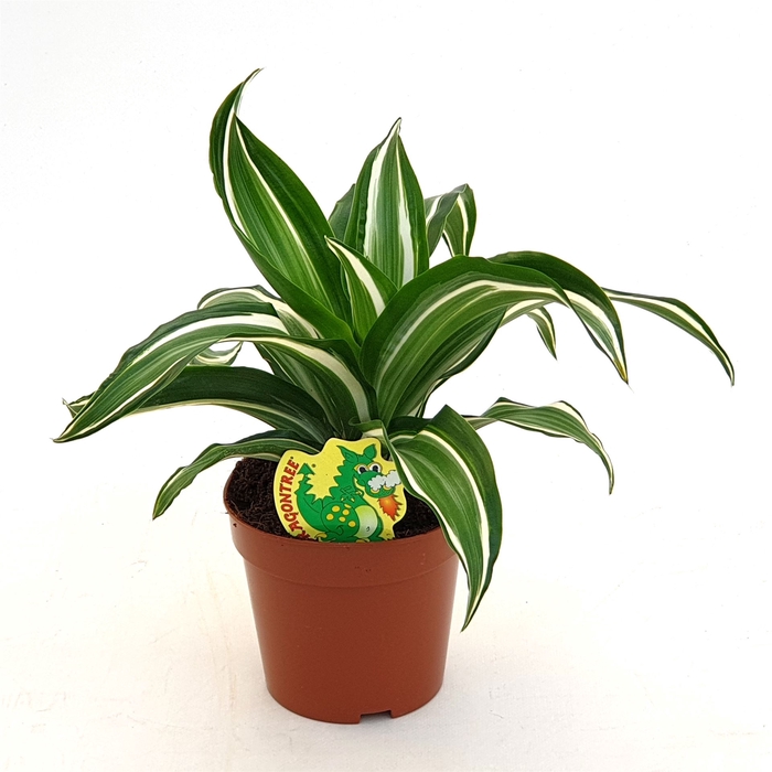 <h4>Dracaena frag. 'Jade Jewel'</h4>