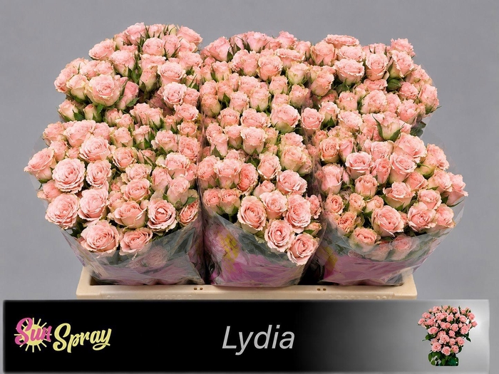 <h4>R TR LYDIA</h4>