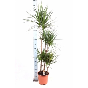 DRA MARGINATA