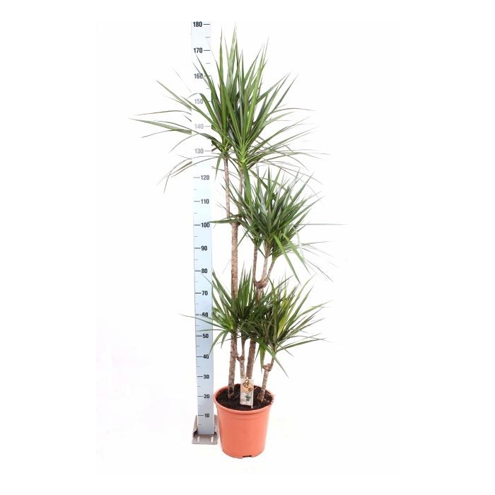 <h4>DRA MARGINATA</h4>