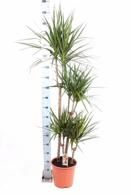 DRA MARGINATA