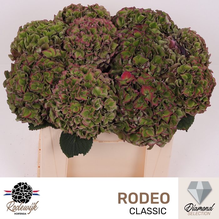 <h4>HYDR M CH RODEO CL</h4>