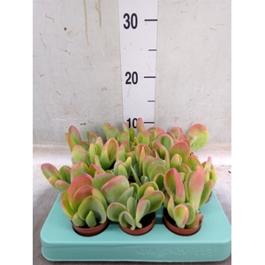 Kalanchoe NF   ...