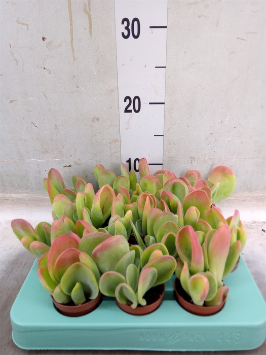 <h4>Kalanchoe NF   ...</h4>