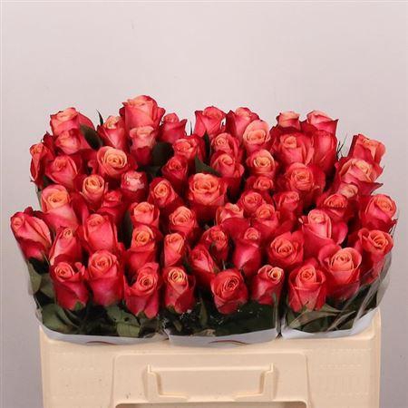 <h4>R Gr Helene</h4>