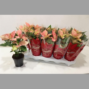 Euphor P Ice Princes