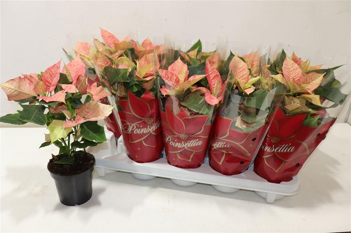 <h4>Euphor P Ice Princes</h4>