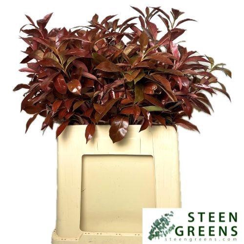 <h4>PHOT X F RED ROBIN</h4>