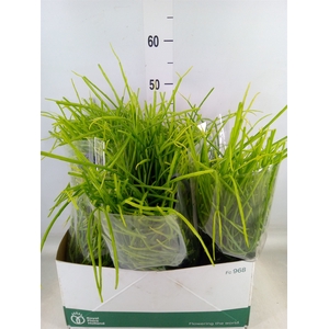 Rhipsalis   ...