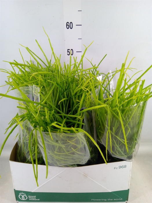 <h4>Rhipsalis   ...</h4>