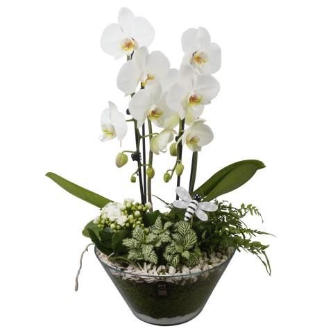 <h4>PTIG2679 Arrangement Indoor in glas schaal</h4>