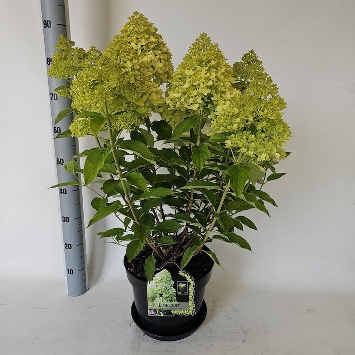 <h4>HYDR PA LIMELIGHT</h4>
