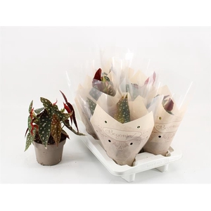 Begonia leaf maculata Wightii 14Ø 30cm