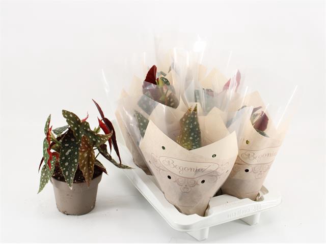 Begonia leaf maculata Wightii 14Ø 30cm