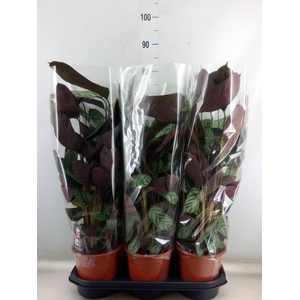 Ctenanthe setosa 'Compactstar'