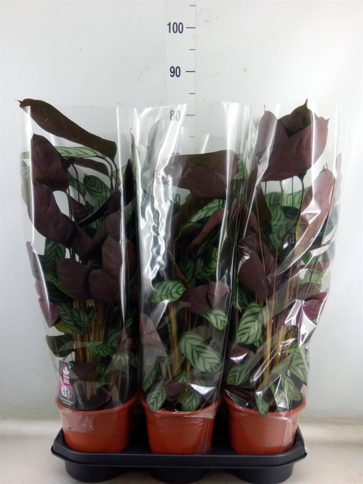 <h4>Ctenanthe setosa 'Compactstar'</h4>