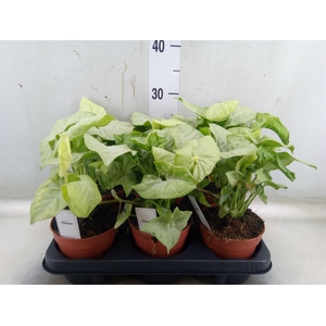 Syngonium   ...