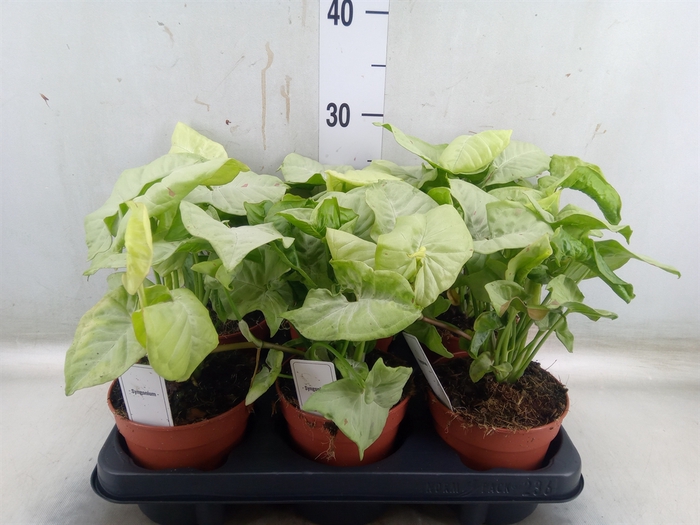 <h4>Syngonium   ...</h4>