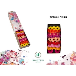 GERBERA MI   ...MIX OP RIJ