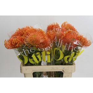 Nutans Ayoba Orange Zest