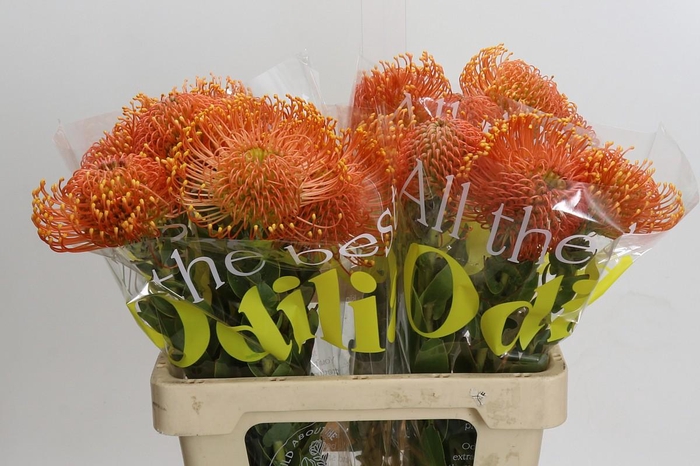 <h4>Nutans Ayoba Orange Zest</h4>