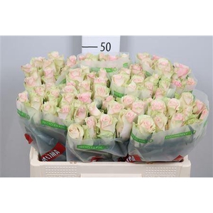 R Gr Pink Athena