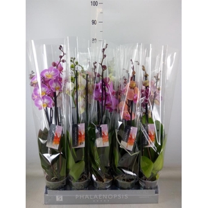 Phalaenopsis   ...mix  7