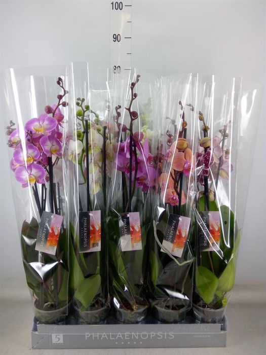 <h4>Phalaenopsis   ...mix  7</h4>