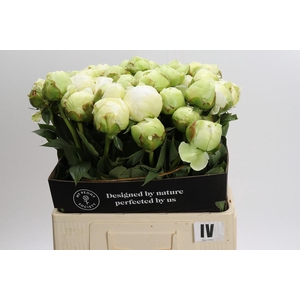 Paeonia Ivory Victory