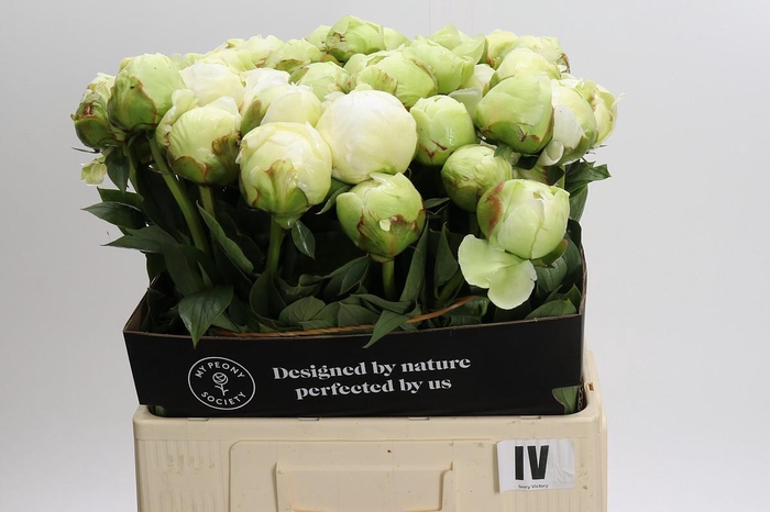 <h4>Paeonia Ivory Victory</h4>
