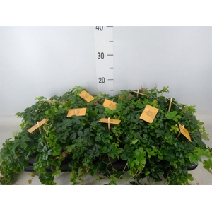 Parthenocissus inserta