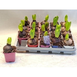 !! PROMO !! HYACIN MIX P7