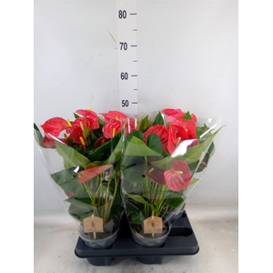 Anthurium andr. 'Casparo'