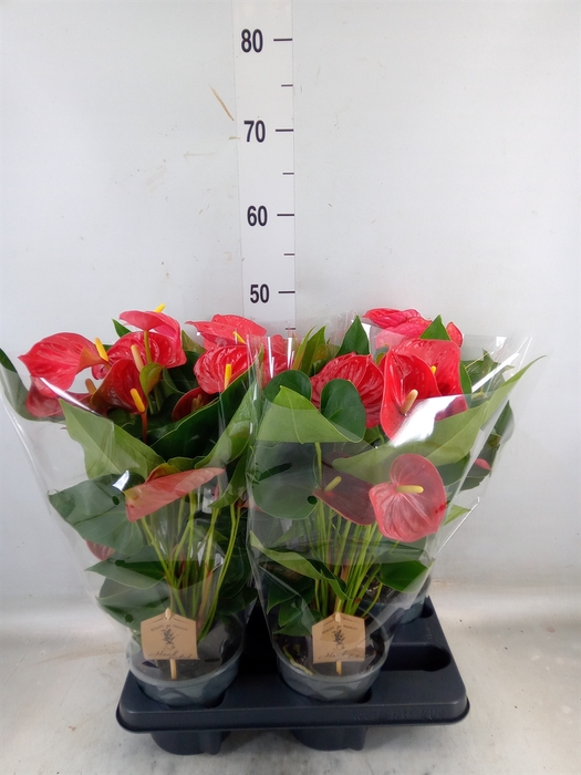 <h4>Anthurium andr. 'Casparo'</h4>