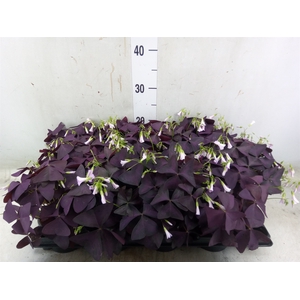 Oxalis trian.