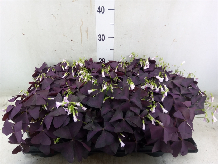 <h4>Oxalis trian.</h4>