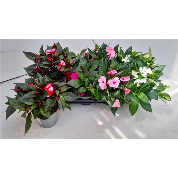 <h4>Impatiens New Guinea 12 cm gemengd in tray</h4>
