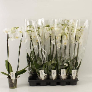 .Phalaenopsis overig wit
