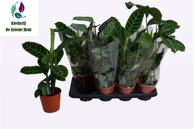 <h4>CALAT GEM 3 SRT</h4>