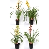 Cymbidium mix 1 tak open bloem