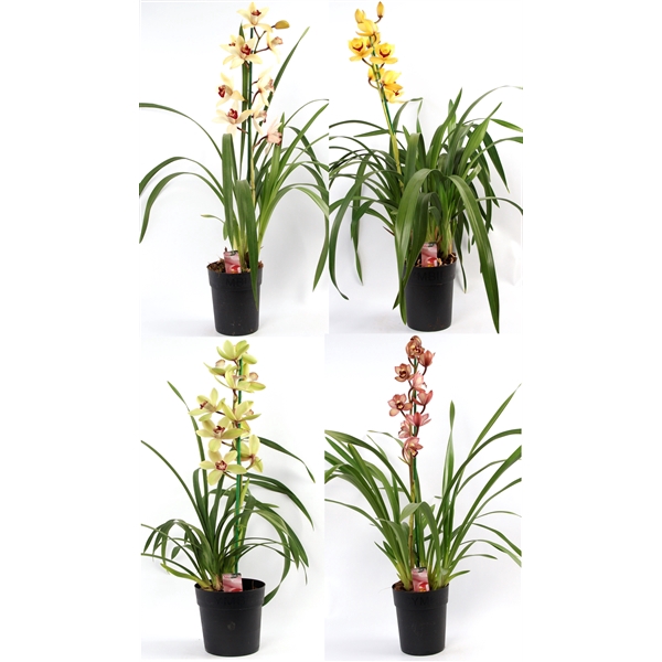 <h4>Cymbidium mix 1 tak open bloem</h4>