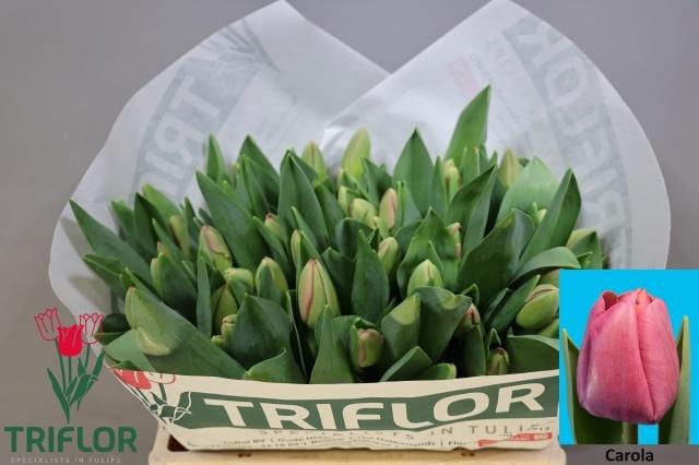 <h4>TU EN CAROLA</h4>