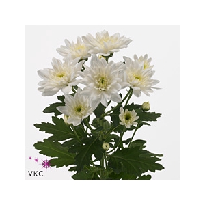 Chrysanthemum (Indicum Grp) tros Baltica