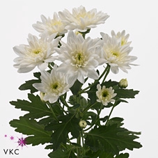 <h4>Chrys tr Baltica weiss</h4>