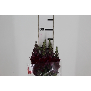 BOCA DE LEAO MONACO RED 080 CM