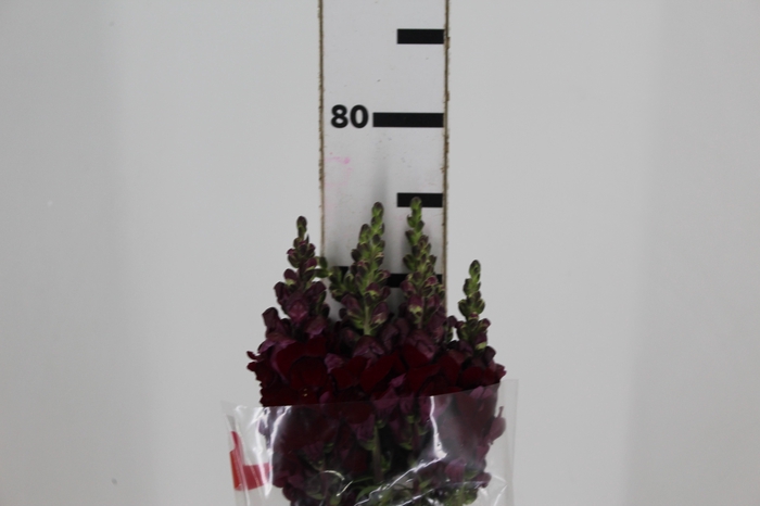 <h4>BOCA DE LEAO MONACO RED 080 CM</h4>