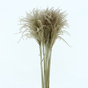 Dried Stipa Feather Natural